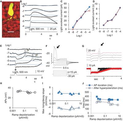 Dual-Cell Patch-Clamp Recording Revealed a Mechanism for a Ribbon Synapse to Process Both Digital and Analog Inputs and Outputs